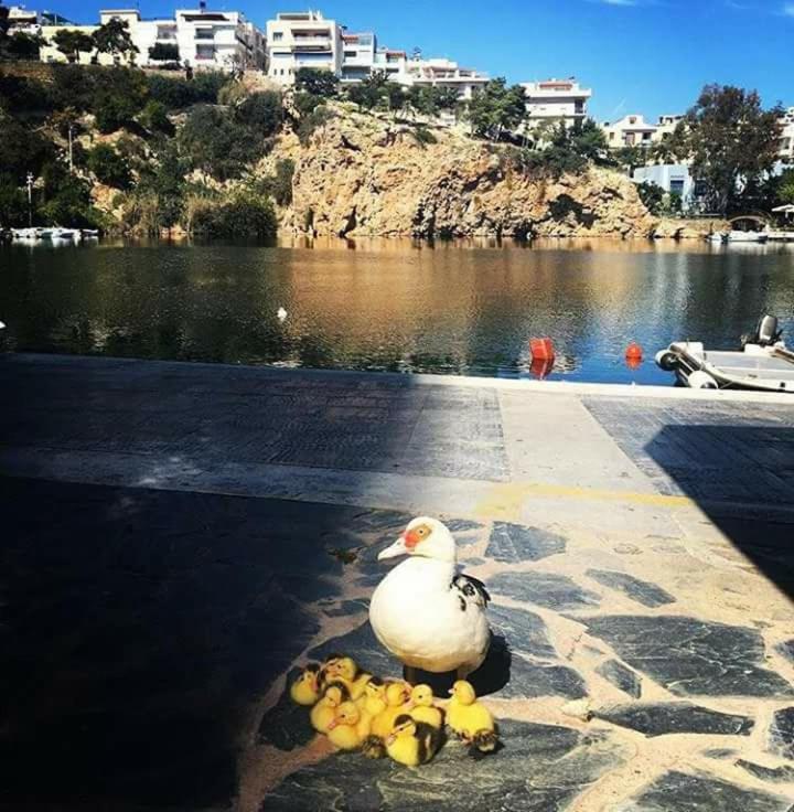 Naiades Marina Hotel (Adults Only) Agios Nikolaos  Ngoại thất bức ảnh